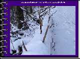 An interesting snow-covered log on the hike down