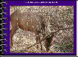 It did not take long to see our first elk!