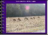Here's a herd of cow elk (the females)