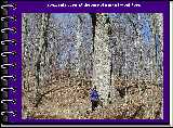Stephanie poses at the base of a massive oak tree.