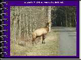 A monster bull elk appears out of the forest.