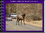 He amazed us as he crossed the road in front of our car.