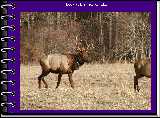 Look at the rack on him