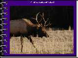 What a magnificent animal