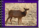 The calf again