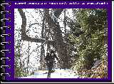 A rugged tree greets us as we make a switchback turn up the mountainside.