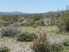Click to see P5040734.jpg
